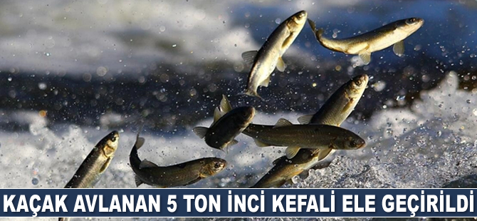 Van Gölü'nde kaçak avlanan 5 ton inci kefali ele geçirildi