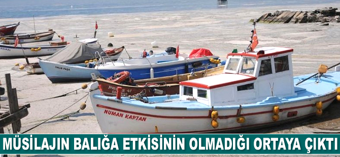 Mustafa Altuğ Atalay: Müsilajın balık ve midyeye etkisi yok