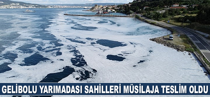 Gelibolu Yarımadası sahilleri müsilaja teslim oldu