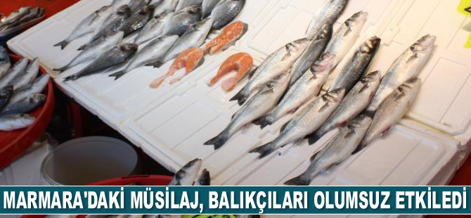 Marmara Denizi’ndeki müsilaj, balıkçıları olumsuz etkiledi