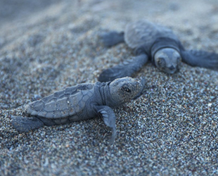 Carettalar, Mersin sahillerine yumurta bırakmaya başladı