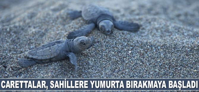 Carettalar, Mersin sahillerine yumurta bırakmaya başladı