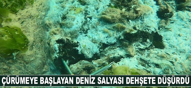 Çürüyen deniz salyası dehşete düşürdü