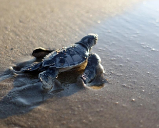 Antalya'da 204 bin caretta denizle buluşturuldu