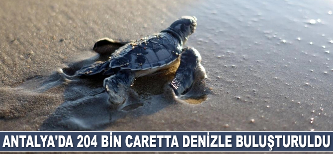 Antalya'da 204 bin caretta denizle buluşturuldu