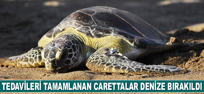 Tedavileri tamamlanan carettalar denize bırakıldı