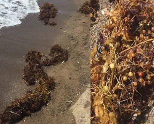 Dikili kıyılarında görülen ‘sargassum'un zararlı olmadığı ortaya çıktı