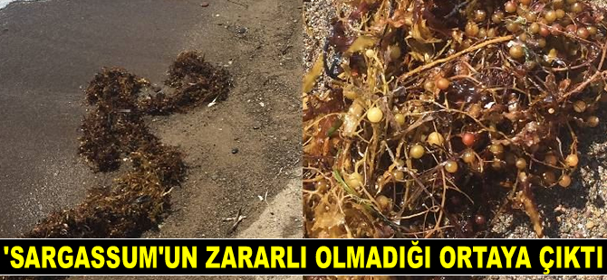 Dikili kıyılarında görülen ‘sargassum'un zararlı olmadığı ortaya çıktı