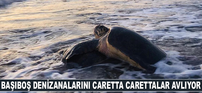 Carettalar, Antalya Körfezi'ni denizanası istilasından koruyor