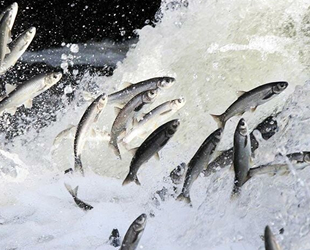 Koruma önlemleri sonuç verdi, inci kefalinin boyu uzadı