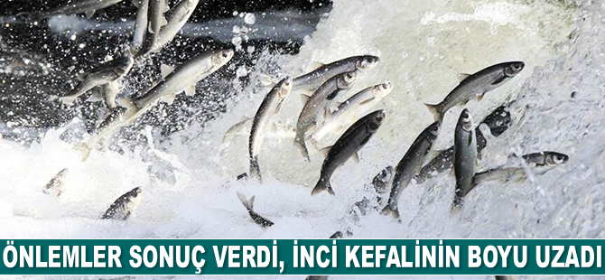 Koruma önlemleri sonuç verdi, inci kefalinin boyu uzadı