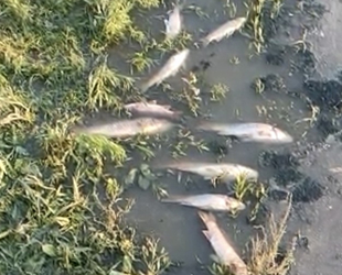 Ömerli Barajı’ndaki balık ölümleri korkuttu