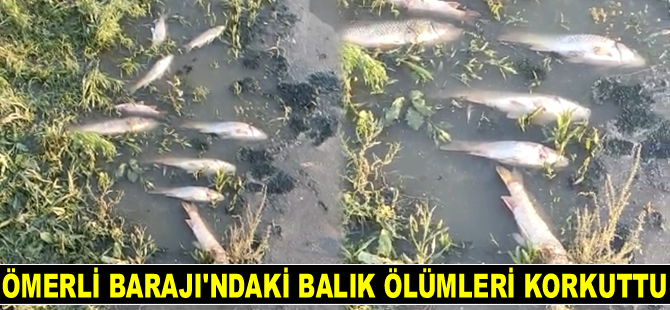 Ömerli Barajı’ndaki balık ölümleri korkuttu