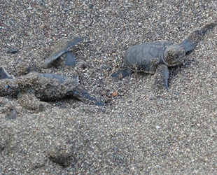15 yılda 220 bin yavru deniz kaplumbağası denize ulaştırıldı