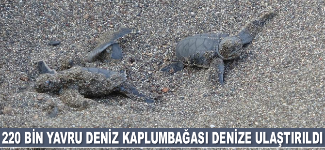 15 yılda 220 bin yavru deniz kaplumbağası denize ulaştırıldı