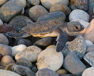 Deniz kaplumbağalarının yuva sayısında artış var