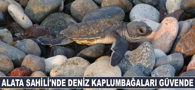 Deniz kaplumbağalarının yuva sayısında artış var