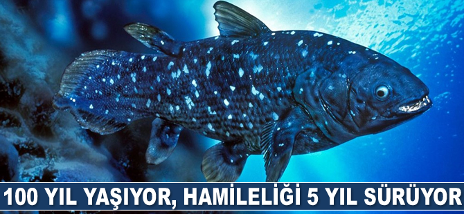 100 yıl yaşayabilen balık keşfedildi