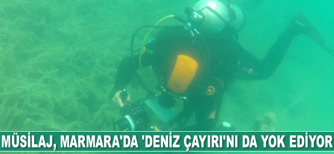 Müsilaj, Marmara’da ’deniz çayırı’nı da yok ediyor