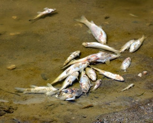 Karasu Nehri'ndeki balık ölümleri tedirgin etti