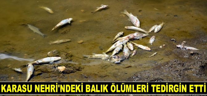Karasu Nehri'ndeki balık ölümleri tedirgin etti