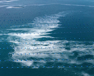 Gelibolu Yarımadası sahilindeki müsilaj yoğunluğu arttı