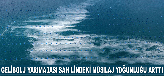 Gelibolu Yarımadası sahilindeki müsilaj yoğunluğu arttı