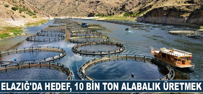 Elazığ’da 10 bin ton alabalık üretilmesi hedefleniyor