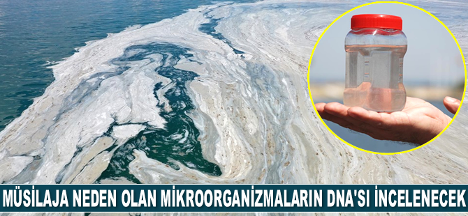 Müsilaja neden olan mikroorganizmaların DNA’sı incelenecek