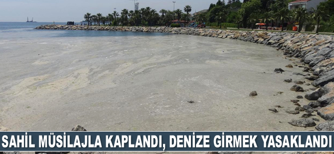 Darıca'da sahil müsilajla kaplandı, denize girmek yasaklandı