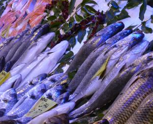 Marmara’daki müsilaj, Anadolu'daki balıkçıları da etkiledi