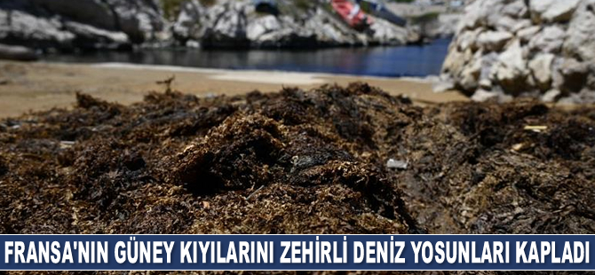 Fransa'nın güney kıyılarını zehirli deniz yosunları kapladı