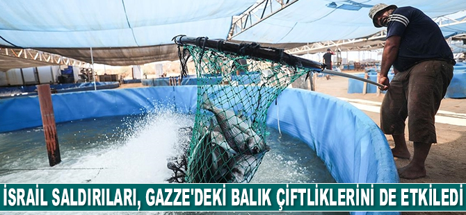 İsrail saldırıları, Gazze'deki balık çiftliklerini de etkiledi