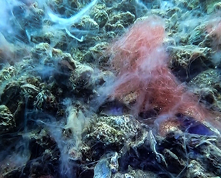 Müsilaj, deniz çayırını da yok ediyor