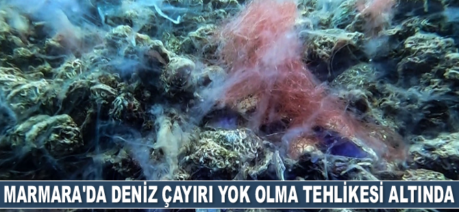 Müsilaj, deniz çayırını da yok ediyor