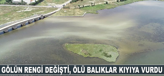 Büyükçekmece Gölü'nün rengi değişti, ölü balıklar kıyıya vurdu