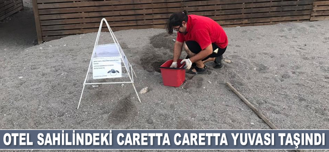Kemer'de otel sahilindeki caretta yuvası taşındı
