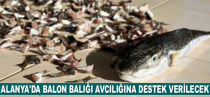 Alanya'da balon balığı avcılığına destek verilecek