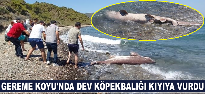 Datça Gereme Koyu’nda dev köpekbalığı kıyıya vurdu