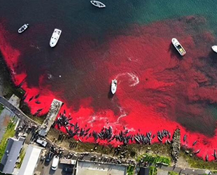 Faroe Adaları'nda yine balina katliamı yapıldı