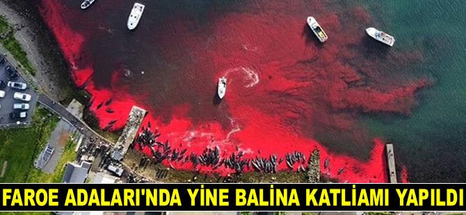 Faroe Adaları'nda yine balina katliamı yapıldı