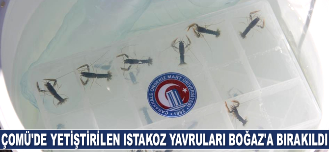 ÇOMÜ’de yetiştirilen ıstakoz yavruları Çanakkale Boğazı’na bırakıldı
