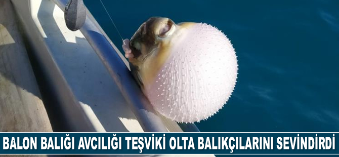 Balon balığı avcılığı teşviki olta balıkçılarını sevindirdi