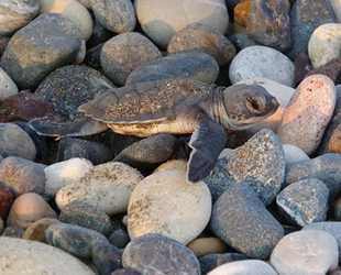 Bu yıl, 80 bin carettanın denizle buluşturulması hedefleniyor