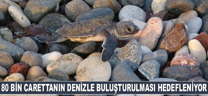 Bu yıl, 80 bin carettanın denizle buluşturulması hedefleniyor