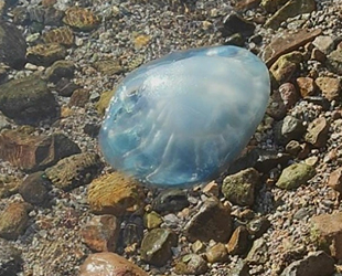 Bodrum’da zehirli denizanası kıyıya vurdu