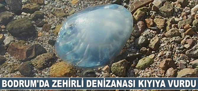 Bodrum’da zehirli denizanası kıyıya vurdu