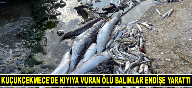 Küçükçekmece sahilinde kıyıya vuran ölü balıklar endişe yarattı