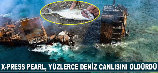 X-Press Pearl gemisi, yüzlerce deniz canlısını öldürdü