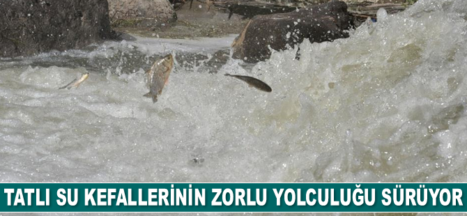 Kars’ta tatlı su kefallerinin zorlu yolculuğu sürüyor